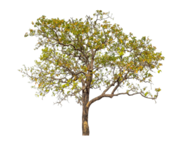 Tree isolated on transparent background with clipping path and alpha channel. png