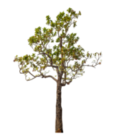 Tree isolated on transparent background. png