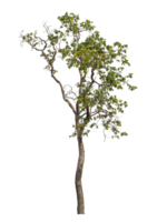 Green tree isolated on transparent background with clipping path and alpha channel. png