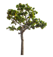 Green tree isolated on transparent background with clipping path and alpha channel. png
