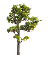 Green tree isolated on transparent background with clipping path and alpha channel. png