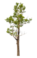 Green tree isolated on transparent background with clipping path and alpha channel. png