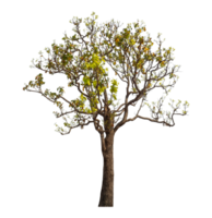 Tree isolated on transparent background. png