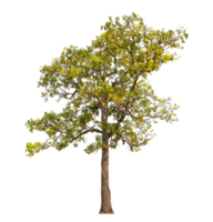 Tree isolated on transparent background with clipping path and alpha channel. png