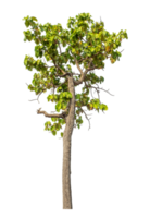 Grün Baum isoliert auf transparent Hintergrund mit Ausschnitt Pfad und Alpha Kanal. png