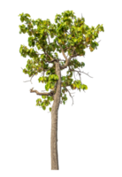 Green tree isolated on transparent background with clipping path and alpha channel. png