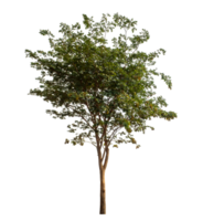 arbre isolé sur transparent Contexte avec coupure chemin et alpha canaliser. png