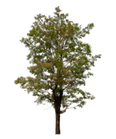 Tree isolated on transparent background with clipping path and alpha channel. png