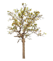 Tree isolated on transparent background with clipping path and alpha channel. png