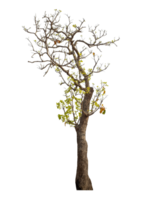 arbre isolé sur fond transparent. png