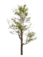 Tree isolated on transparent background with clipping path and alpha channel. png