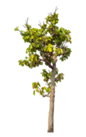 Tree isolated on transparent background with clipping path and alpha channel. png