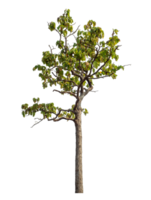 Tree isolated on transparent background with clipping path and alpha channel. png