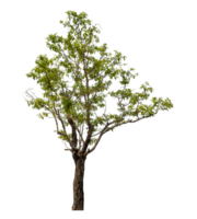 verde árbol aislado en transparente antecedentes png