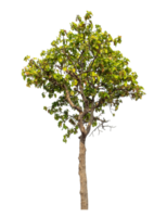 Tree isolated on transparent background with clipping path and alpha channel. png