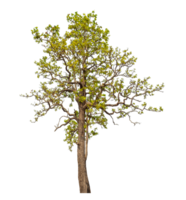 Tree isolated on transparent background with clipping path and alpha channel. png