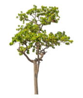 Green tree isolated on transparent background with clipping path and alpha channel. png