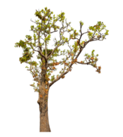 Tree isolated on transparent background. png