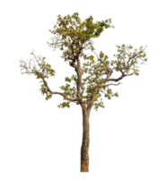 Tree isolated on transparent background. png