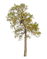 Tree isolated on transparent background with clipping path and alpha channel. png