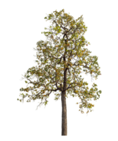 Tree isolated on transparent background with clipping path and alpha channel. png
