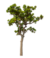 Green tree isolated on transparent background with clipping path and alpha channel. png