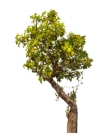 Tree isolated on transparent background with clipping path and alpha channel. png