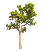 Tree isolated on transparent background with clipping path and alpha channel. png