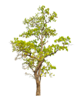 Tree isolated on transparent background with clipping path and alpha channel. png