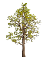 Tree isolated on transparent background with clipping path and alpha channel. png