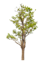 Green tree isolated on transparent background with clipping path and alpha channel. png