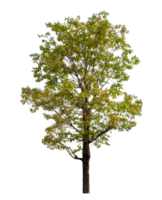 Baum isoliert auf transparent Hintergrund mit Ausschnitt Pfad und Alpha Kanal. png