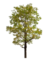 Tree isolated on transparent background with clipping path and alpha channel. png