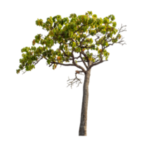 Tree isolated on transparent background with clipping path and alpha channel. png