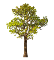 Tree isolated on transparent background with clipping path and alpha channel. png