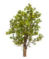 groen boom geïsoleerd Aan transparant achtergrond met knipsel pad en alpha kanaal. png