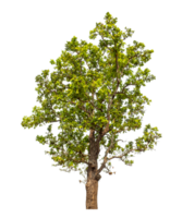 Green tree isolated on transparent background with clipping path and alpha channel. png