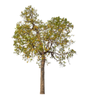 Tree isolated on transparent background with clipping path and alpha channel. png