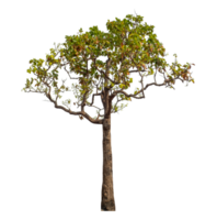 arbre isolé sur fond transparent. png