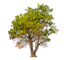 Tree isolated on transparent background with clipping path and alpha channel. png