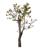 Tree isolated on transparent background with clipping path and alpha channel. png