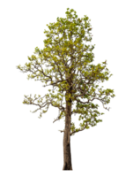 arbre isolé sur transparent Contexte avec coupure chemin et alpha canaliser. png