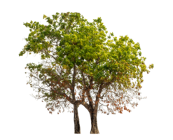 Green tree isolated on transparent background . png