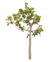 Tree isolated on transparent background with clipping path and alpha channel. png