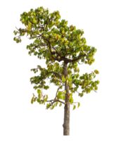 Tree isolated on transparent background with clipping path and alpha channel. png