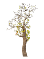 Tree isolated on transparent background. png