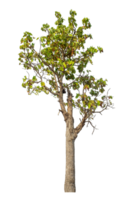 Tree isolated on transparent background with clipping path and alpha channel. png