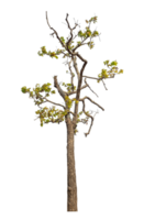 Tree isolated on transparent background with clipping path and alpha channel. png