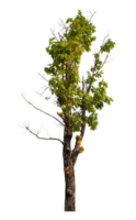 Green tree isolated on transparent background with clipping path and alpha channel. png