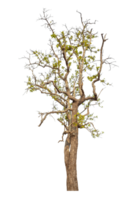 Tree isolated on transparent background with clipping path and alpha channel. png